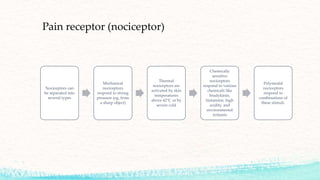 Pain receptor (nociceptor)
Nociceptors can
be separated into
several types
Mechanical
nociceptors
respond to strong
pressure (eg, from
a sharp object)
Thermal
nociceptors are
activated by skin
temperatures
above 42°C or by
severe cold
Chemically
sensitive
nociceptors
respond to various
chemicals like
bradykinin,
histamine, high
acidity, and
environmental
irritants
Polymodal
nociceptors
respond to
combinations of
these stimuli.
 