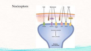 Nociceptors
 
