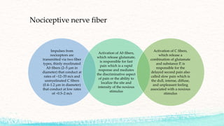 Nociceptive nerve fiber
Impulses from
nociceptors are
transmitted via two fiber
types, thinly myelinated
Aδ fibers (2–5 μm in
diameter) that conduct at
rates of −12–35 m/s and
unmyelinated C fibers
(0.4–1.2 μm in diameter)
that conduct at low rates
of −0.5–2 m/s
Activation of Aδ fibers,
which release glutamate,
is responsible for fast
pain which is a rapid
response and mediates
the discriminative aspect
of pain or the ability to
localize the site and
intensity of the noxious
stimulus
Activation of C fibers,
which release a
combination of glutamate
and substance P, is
responsible for the
delayed second pain also
called slow pain which is
the dull, intense, diffuse,
and unpleasant feeling
associated with a noxious
stimulus
 