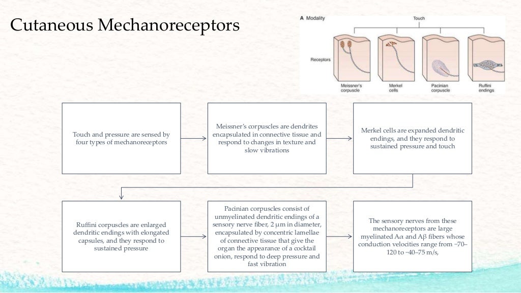 Pain transduction & transmission