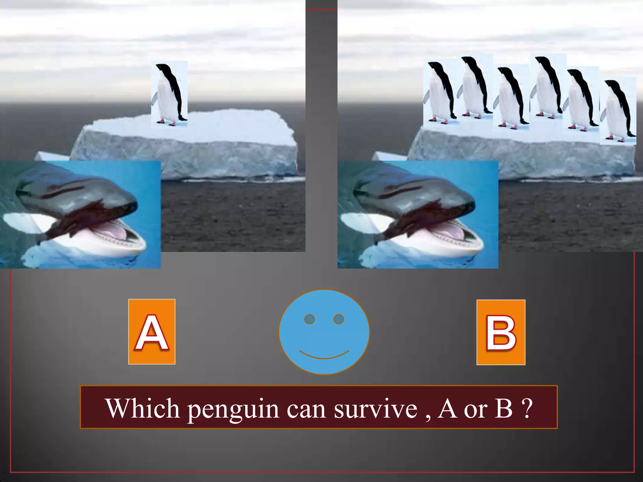 Which penguin can survive , A or B ?
 