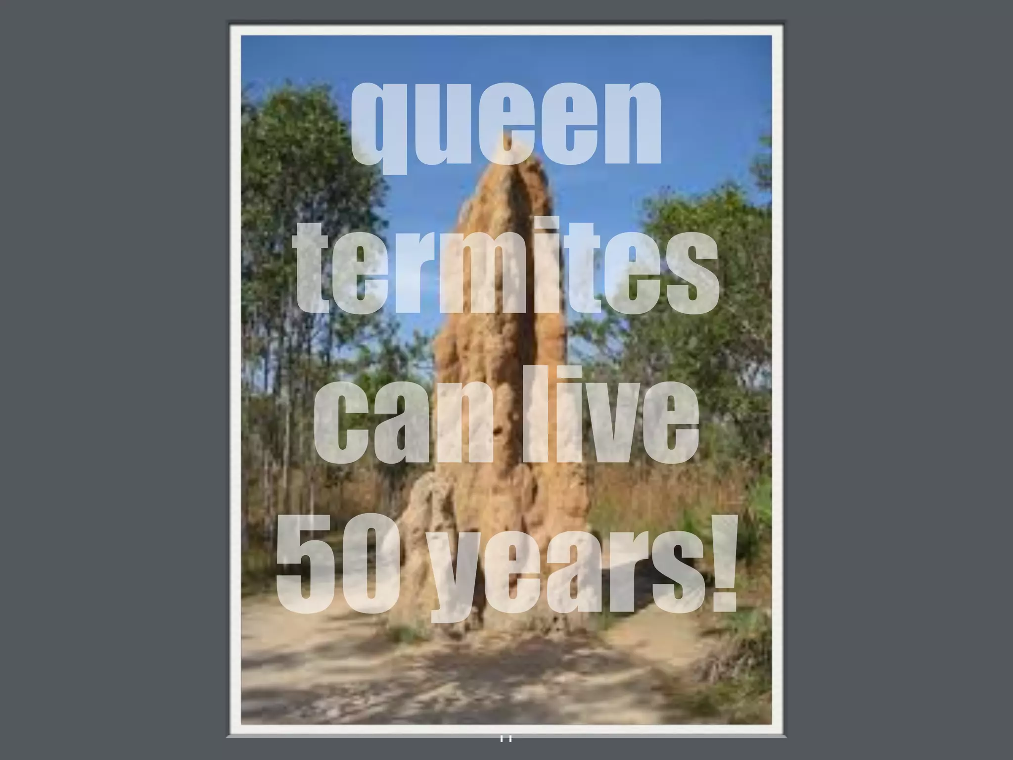 11
queen
termites
can live
50 years!
 