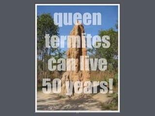 11
queen
termites
can live
50 years!
 