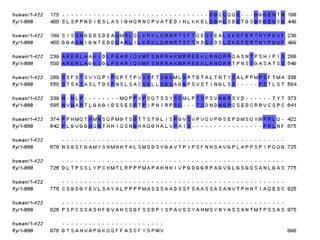 Sequence alignment
• An alignment of the human and fruitfly
  (Drosophila melanogaster) Eyeless proteins:
 