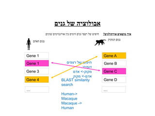 ‫גנים‬ ‫של‬ ‫אבולוציה‬
?‫אורתולגים‬ ‫מוצאים‬ ‫איך‬
:‫שונים‬ ‫אורגנזימים‬ ‫בין‬ ‫דומים‬ ‫גנים‬ ‫רצפי‬ ‫של‬ ‫חיפוש‬
‫האדם‬ ‫גנום‬ ‫המקוק‬ ‫גנום‬
Gene 1
Gene 1
Gene 3
Gene 4
Gene A
Gene B
Gene C
Gene D
… …
‫רצפים‬ ‫של‬ ‫חיפוש‬
:‫דומים‬
‫אדם‬ >-‫מקוק‬
‫מקוק‬ >-‫אדם‬
BLAST similarity
search
Human->
Macaque
Macaque ->
Human
 
