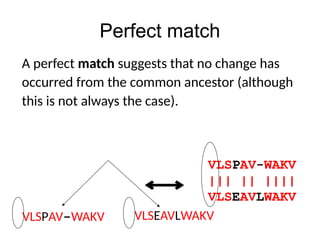 Perfect match
VLSPAV-WAKV
||| || ||||
VLSEAVLWAKV
VLSPAV-WAKV VLSEAVLWAKV
A perfect match suggests that no change has
occurred from the common ancestor (although
this is not always the case).
 
