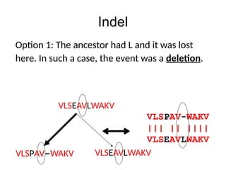 Indel
VLSPAV-WAKV
||| || ||||
VLSEAVLWAKV
VLSPAV-WAKV
VLSEAVLWAKV
Option 1: The ancestor had L and it was lost
here. In such a case, the event was a deletion.
VLSEAVLWAKV
 