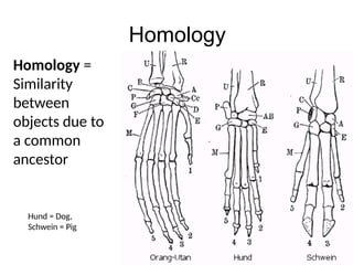 Homology
Homology =
Similarity
between
objects due to
a common
ancestor
Hund = Dog,
Schwein = Pig
 