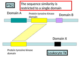 Domain X
Protein tyrosine kinase
domain
Domain B
Protein tyrosine kinase
domain
Domain A
Leukocyte TK
PTK2 The sequence similarity is
restricted to a single domain
 