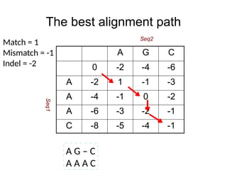 The best alignment path
A G – C
A A A C
Match = 1
Mismatch = -1
Indel = -2
Seq2
Seq1
A G C
0 -2 -4 -6
A -2 1 -1 -3
A -4 -1 0 -2
A -6 -3 -2 -1
C -8 -5 -4 -1
 