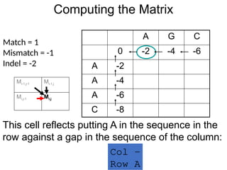 Computing the Matrix
A G C
0 -2 -4 -6
A -2
A -4
A -6
C -8
Match = 1
Mismatch = -1
Indel = -2
This cell reflects putting A in the sequence in the
row against a gap in the sequence of the column:
Col -
Row A
Mi-1,j-1 Mi-1,j
Mi,j-1 Mi,j
 