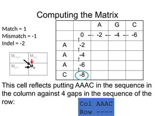Computing the Matrix
A G C
0 -2 -4 -6
A -2
A -4
A -6
C -8
Match = 1
Mismatch = -1
Indel = -2
This cell reflects putting AAAC in the sequence in
the column against 4 gaps in the sequence of the
row: Col AAAC
Row ----
Mi-1,j-1 Mi-1,j
Mi,j-1 Mi,j
 