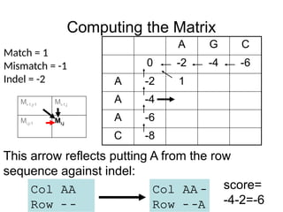 Computing the Matrix
A G C
0 -2 -4 -6
A -2 1
A -4
A -6
C -8
Match = 1
Mismatch = -1
Indel = -2
This arrow reflects putting A from the row
sequence against indel:
Col AA –
Row – –A
Col AA
Row – –
score=
-4-2=-6
Mi-1,j-1 Mi-1,j
Mi,j-1 Mi,j
 