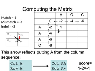 Computing the Matrix
A G C
0 -2 -4 -6
A -2 1
A -4
A -6
C -8
Match = 1
Mismatch = -1
Indel = -2
This arrow reflects putting A from the column
sequence:
Col AA
Row A–
Col A
Row A
score=
1-2=-1
Mi-1,j-1 Mi-1,j
Mi,j-1 Mi,j
 