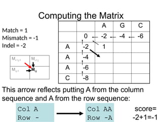 Computing the Matrix
A G C
0 -2 -4 -6
A -2 1
A -4
A -6
C -8
Match = 1
Mismatch = -1
Indel = -2
This arrow reflects putting A from the column
sequence and A from the row sequence:
Col AA
Row –A
Col A
Row –
score=
-2+1=-1
Mi-1,j-1 Mi-1,j
Mi,j-1 Mi,j
 