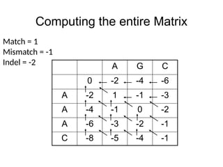Computing the entire Matrix
A G C
0 -2 -4 -6
A -2 1 -1 -3
A -4 -1 0 -2
A -6 -3 -2 -1
C -8 -5 -4 -1
Match = 1
Mismatch = -1
Indel = -2
 