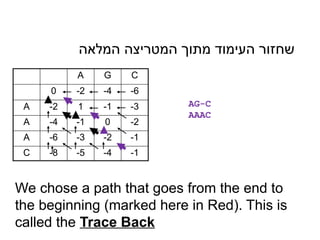 A G C
0 -2 -4 -6
A -2 1 -1 -3
A -4 -1 0 -2
A -6 -3 -2 -1
C -8 -5 -4 -1
‫המלאה‬ ‫המטריצה‬ ‫מתוך‬ ‫העימוד‬ ‫שחזור‬
AG-C
AAAC
We chose a path that goes from the end to
the beginning (marked here in Red). This is
called the Trace Back
 