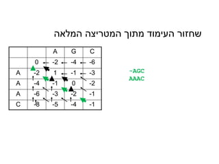 A G C
0 -2 -4 -6
A -2 1 -1 -3
A -4 -1 0 -2
A -6 -3 -2 -1
C -8 -5 -4 -1
‫המלאה‬ ‫המטריצה‬ ‫מתוך‬ ‫העימוד‬ ‫שחזור‬
-AGC
AAAC
 