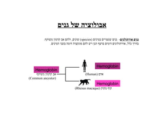 ‫גנים‬ ‫של‬ ‫אבולוציה‬
‫אורתולגים‬ ‫גנים‬
( ‫במינים‬ ‫שמצויים‬ ‫גנים‬ -
species
.‫משותף‬ ‫קדמון‬ ‫אב‬ ‫ולהם‬ ,‫שונים‬ )
.‫המינים‬ ‫בשני‬ ‫דומה‬ ‫פונקציה‬ ‫להם‬ ‫ויש‬ ‫הגן‬ ‫ברצף‬ ‫דומים‬ ‫אורתולוגים‬ ,‫כלל‬ ‫בדרך‬
( ‫אדם‬
Human
)
( ‫מקוק‬ ‫קוף‬
Rhesus macaque
)
‫משותף‬ ‫קדמון‬ ‫אב‬
(
Common ancestor
)
Hemoglobin
Hemoglobin
Hemoglobin
 