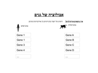 ‫גנים‬ ‫של‬ ‫אבולוציה‬
?‫אורתולגים‬ ‫מוצאים‬ ‫איך‬
:‫שונים‬ ‫אורגנזימים‬ ‫בין‬ ‫דומים‬ ‫גנים‬ ‫רצפי‬ ‫של‬ ‫חיפוש‬
‫האדם‬ ‫גנום‬ ‫המקוק‬ ‫גנום‬
Gene 1
Gene 1
Gene 3
Gene 4
… …
Gene A
Gene B
Gene C
Gene D
 