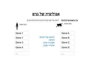 ‫גנים‬ ‫של‬ ‫אבולוציה‬
?‫אורתולגים‬ ‫מוצאים‬ ‫איך‬
:‫שונים‬ ‫אורגנזימים‬ ‫בין‬ ‫דומים‬ ‫גנים‬ ‫רצפי‬ ‫של‬ ‫חיפוש‬
‫האדם‬ ‫גנום‬ ‫המקוק‬ ‫גנום‬
Gene 1
Gene 1
Gene 3
Gene 4
… …
‫רצפים‬ ‫של‬ ‫חיפוש‬
:‫דומים‬
‫אדם‬ >-‫מקוק‬
‫מקוק‬ >-‫אדם‬
Gene A
Gene B
Gene C
Gene D
 