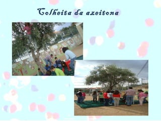 Colheita da azeitona 