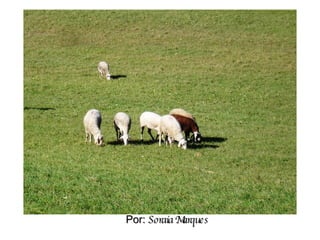 Por:  Soraia Marques 