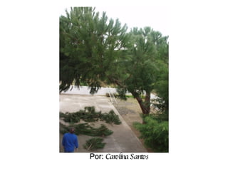 Por:  Carolina Santos 