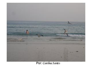 Por:  Carolina Santos 