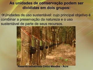 As unidades de conservação podem ser
divididas em dois grupos:
Unidades de uso sustentável: cujo principal objetivo é
combinar a preservação da natureza e o uso
sustentável de parte de seus recursos.

Reserva extrativista Chico Mendes - Acre

 