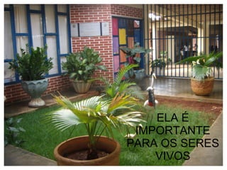 ELA É
 IMPORTANTE
PARA OS SERES
    VIVOS
 
