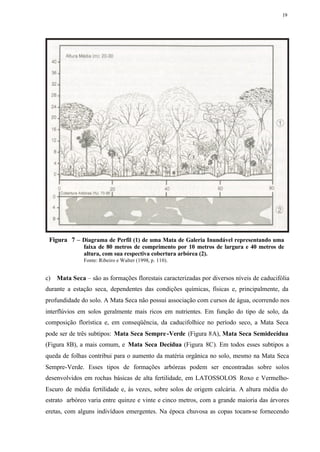19




 Figura 7 – Diagrama de Perfil (1) de uma Mata de Galeria Inundável representando uma
              faixa de 80 metros de comprimento por 10 metros de largura e 40 metros de
              altura, com sua respectiva cobertura arbórea (2).
              Fonte: Ribeiro e Walter (1998, p. 110).


c) Mata Seca – são as formações florestais caracterizadas por diversos níveis de caducifólia
durante a estação seca, dependentes das condições químicas, físicas e, principalmente, da
profundidade do solo. A Mata Seca não possui associação com cursos de água, ocorrendo nos
interflúvios em solos geralmente mais ricos em nutrientes. Em função do tipo de solo, da
composição florística e, em conseqüência, da caducifolhice no período seco, a Mata Seca
pode ser de três subtipos: Mata Seca Sempre -Verde (Figura 8A), Mata Seca Semidecídua
(Figura 8B), a mais comum, e Mata Seca Decídua (Figura 8C). Em todos esses subtipos a
queda de folhas contribui para o aumento da matéria orgânica no solo, mesmo na Mata Seca
Sempre-Verde. Esses tipos de formações arbóreas podem ser encontradas sobre solos
desenvolvidos em rochas básicas de alta fertilidade, em LATOSSOLOS Roxo e Vermelho-
Escuro de média fertilidade e, às vezes, sobre solos de origem calcária. A altura média do
estrato arbóreo varia entre quinze e vinte e cinco metros, com a grande maioria das árvores
eretas, com alguns indivíduos emergentes. Na época chuvosa as copas tocam-se fornecendo
 