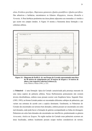 28




alata, Eriotheca gracilipes, Maprounea guianensis, Qualea grandiflora e Qualea parviflora.
Das arbustivas e herbácias, encontram-se os Gêneros Allogoptera, Annona, Bromélia e
Vernonia. A flora herbácea predomina nas áreas planas adjacentes aos murundus e é similar a
que ocorre nos campos úmidos. A Figura 14 mostra a fisionomia dessa formação e sua
cobertura arbórea.




  Figura 14 – Diagrama de Perfil (1) de um Parque de Cerrado representando uma faixa
              de 40 metros de comprimento por 10 metros de largura e 14 metros de
              altura, com respectiva cobertura arbórea (2).
              Fonte: Ribeiro e Walter (1998, p. 125).



c) Palmeiral – é uma formação típica de Cerrado caracterizada pela presença marcante de
uma única espécie de palmeira arbórea. Nessa fitofisionomia praticamente não existem
árvores dicotiledôneas, embora essas possam ocorrer com freqüência baixa. Segundo Eiten
(1983, 1993), no bioma Cerrado podem ser encontrados diferentes subtipos de palmeirais, que
variam sua estrutura de acordo com a espécie dominante. Geralmente, os Palmeirais do
Cerrado são encontrados em terrenos bem drenados, embora possam ser encontrados em solos
mal drenados, onde pode haver a formação de galerias acompanhando as linhas de drenagem.
Palmeirais em solos bem drenados são encontrados nos interflúvios, predominando os gêneros
Acrocomia, Attalea ou Syagrus. Na região nuclear do Cerrado esses palmeirais ocorrem em
áreas localizadas, embora localmente possam ocupar trechos consideráveis do terreno.
 