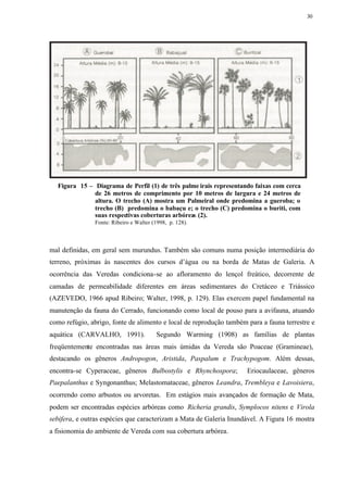 30




  Figura 15 – Diagrama de Perfil (1) de três palme irais representando faixas com cerca
              de 26 metros de comprimento por 10 metros de largura e 24 metros de
              altura. O trecho (A) mostra um Palmeiral onde predomina a gueroba; o
              trecho (B) predomina o babaçu e; o trecho (C) predomina o buriti, com
              suas respectivas coberturas arbóreas (2).
               Fonte: Ribeiro e Walter (1998, p. 128).



mal definidas, em geral sem murundus. Também são comuns numa posição intermediária do
terreno, próximas às nascentes dos cursos d’água ou na borda de Matas de Galeria. A
ocorrência das Veredas condiciona-se ao afloramento do lençol freático, decorrente de
camadas de permeabilidade diferentes em áreas sedimentares do Cretáceo e Triássico
(AZEVEDO, 1966 apud Ribeiro; Walter, 1998, p. 129). Elas exercem papel fundamental na
manutenção da fauna do Cerrado, funcionando como local de pouso para a avifauna, atuando
como refúgio, abrigo, fonte de alimento e local de reprodução também para a fauna terrestre e
aquática (CARVALHO, 1991).              Segundo Warming (1908) as famílias de plantas
freqüentemente encontradas nas áreas mais úmidas da Vereda são Poaceae (Gramineae),
destacando os gêneros Andropogon, Aristida, Paspalum e Trachypogom. Além dessas,
encontra-se Cyperaceae, gêneros Bulbostylis e Rhynchospora;          Eriocaulaceae, gêneros
Paepalanthus e Syngonanthus; Melastomataceae, gêneros Leandra, Trembleya e Lavoisiera,
ocorrendo como arbustos ou arvoretas. Em estágios mais avançados de formação de Mata,
podem ser encontradas espécies arbóreas como Richeria grandis, Symplocos nitens e Virola
sebifera, e outras espécies que caracterizam a Mata de Galeria Inundável. A Figura 16 mostra
a fisionomia do ambiente de Vereda com sua cobertura arbórea.
 