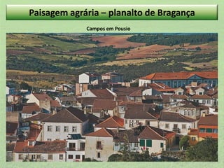 Paisagem agrária – planalto de Bragança
Campos em Pousio

 