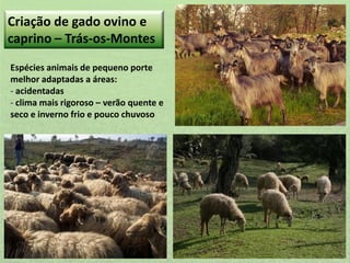 Criação de gado ovino e
caprino – Trás-os-Montes
Espécies animais de pequeno porte
melhor adaptadas a áreas:
- acidentadas
- clima mais rigoroso – verão quente e
seco e inverno frio e pouco chuvoso

 