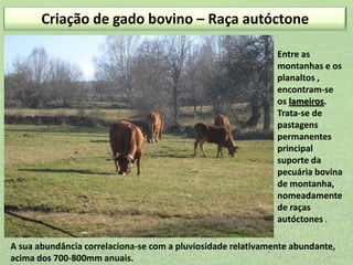 Criação de gado bovino – Raça autóctone
Entre as
montanhas e os
planaltos ,
encontram-se
os lameiros.
Trata-se de
pastagens
permanentes
principal
suporte da
pecuária bovina
de montanha,
nomeadamente
de raças
autóctones .
A sua abundância correlaciona-se com a pluviosidade relativamente abundante,
acima dos 700-800mm anuais.

 