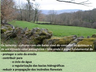 Os lameiros - culturas com um baixo nível de consumo de químicos e
de um elevado valor paisagístico – têm ainda o papel fundamental de
- proteger o solo da erosão
- contribuir para
- o ciclo da água
- a regularização das bacias hidrográficas
- reduzir a propagação dos incêndios florestais

 