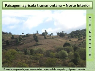 Solo agrícola transmontana – Norte Interior
Paisagempreparado p sementeira de trigo ou centeio

A
f
o
l
h
a
m
e
n
t
o

Encosta preparada para sementeira de cereal de sequeiro, trigo ou centeio

 