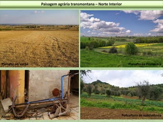 Paisagem agrária transmontana – Norte Interior

Planalto no Verão

Arado – técnica tradicional

Planalto na Primavera

Policultura de subsistência

 