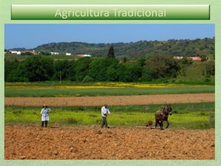 Agricultura Tradicional

 
