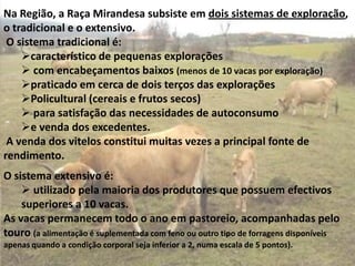 Na Região, a Raça Mirandesa subsiste em dois sistemas de exploração,
o tradicional e o extensivo.
O sistema tradicional é:
característico de pequenas explorações
 com encabeçamentos baixos (menos de 10 vacas por exploração)
praticado em cerca de dois terços das explorações
Policultural (cereais e frutos secos)
 para satisfação das necessidades de autoconsumo
e venda dos excedentes.
A venda dos vitelos constitui muitas vezes a principal fonte de
rendimento.
O sistema extensivo é:
 utilizado pela maioria dos produtores que possuem efectivos
superiores a 10 vacas.
As vacas permanecem todo o ano em pastoreio, acompanhadas pelo
touro (a alimentação é suplementada com feno ou outro tipo de forragens disponíveis
apenas quando a condição corporal seja inferior a 2, numa escala de 5 pontos).

 