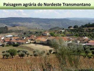 Paisagem agrária do Nordeste Transmontano

Jorge Delfim

 