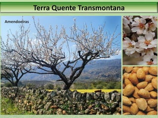 Terra Quente Transmontana
Amendoeiras

 