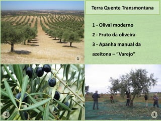 Terra Quente Transmontana
1 - Olival moderno
2 - Fruto da oliveira
3 - Apanha manual da
1

2

azeitona – “Varejo”

3

 