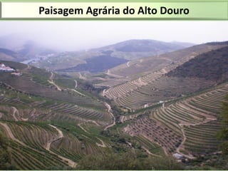 Paisagem Agrária do Alto Douro

 