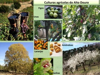 Culturas agrícolas do Alto Douro
Figos
Uvas

Amêndoas
Laranjas

Castanhas

 