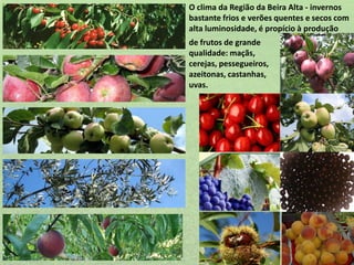 O clima da Região da Beira Alta - invernos
bastante frios e verões quentes e secos com
alta luminosidade, é propício à produção
de frutos de grande
qualidade: maçãs,
cerejas, pessegueiros,
azeitonas, castanhas,
uvas.

 