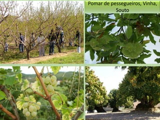 Pomar de pessegueiros, Vinha,
Souto

 