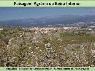 Paisagem Agrária da Beira Interior

Alcongosta - a "capital" da "Cereja do Fundão“ – na meia encosta da Sª da Gardunha

 